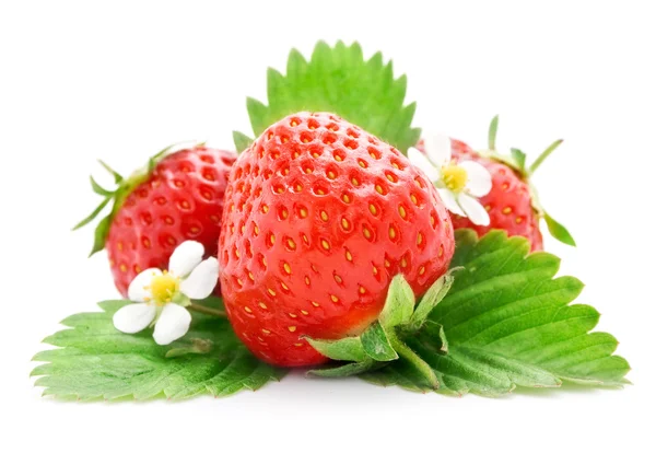 Fresh strawberry fruits with flowers and leaves — Stock Photo, Image