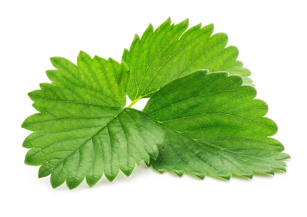 Enkele groene aardbei blad geïsoleerd op wit — Stockfoto