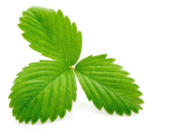 Tek yeşil çilek yaprağı üzerinde beyaz izole — Stok fotoğraf