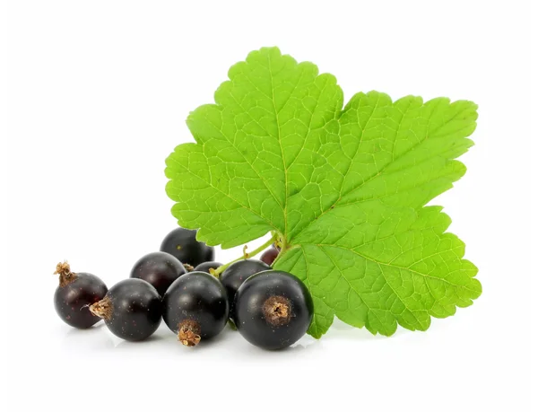 Gren av svarta vinbär frukter isolerade — Stockfoto