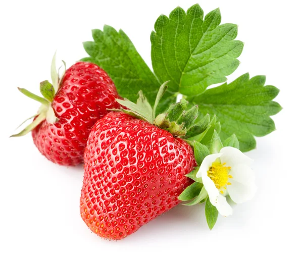 Erdbeere mit grünem Blatt und Blüte — Stockfoto