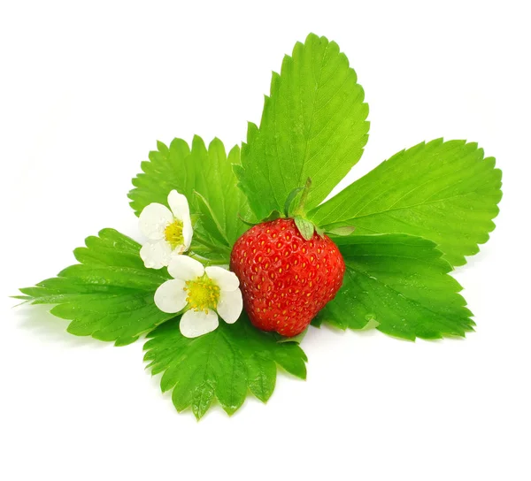 Frucht der rote Erdbeere isoliert — Stockfoto