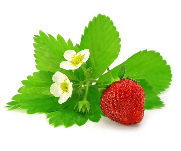 Frukt av röd jordgubbe isolerade — Stockfoto