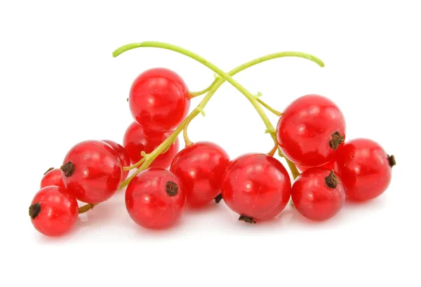 Branch of red currant fruits isolated — Stock Photo, Image
