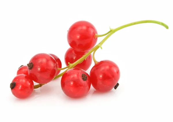 分離した赤スグリ果物の枝 — ストック写真