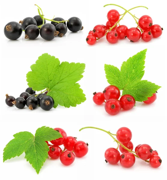 Collection of black and red currant fruits isolated — Stock Photo, Image