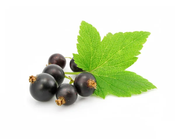 Frische Früchte von schwarzen Johannisbeeren mit Blatt auf weiß — Stockfoto