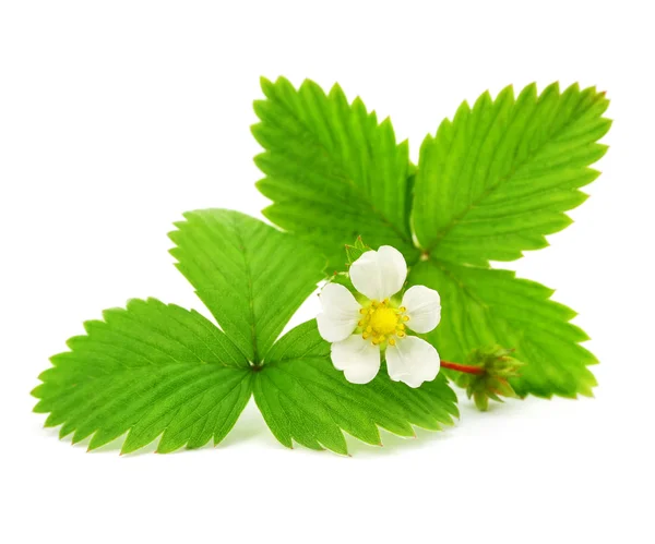 Zielone liście truskawki z kwiat na białym tle — Zdjęcie stockowe