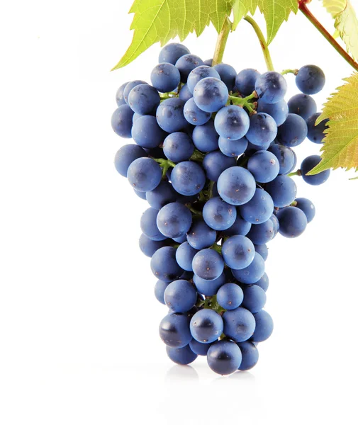 Frutas uvas azuis com folhas isoladas no branco — Fotografia de Stock