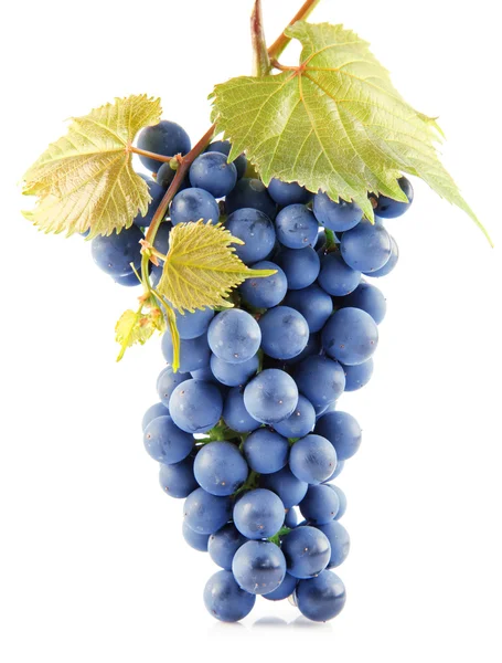 Blauwe druif vruchten met bladeren geïsoleerd op wit — Stockfoto