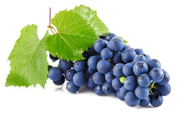 Kék szőlő gyümölcs, levelek, elszigetelt fehér — Stock Fotó