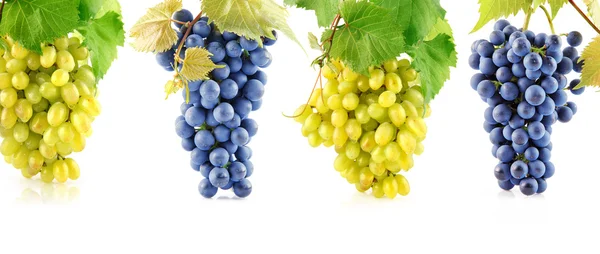 Set blue and yellow grape fruits with leaves — Stock Photo, Image