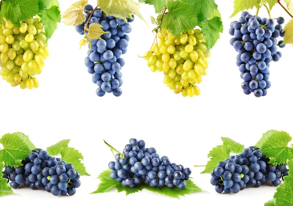 Instellen van de blauwe en gele druif vruchten met bladeren — Stockfoto