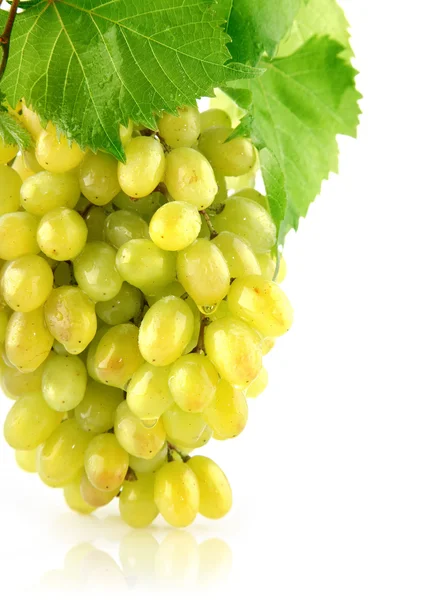 Fresh grape cluster isolated fruit — Stock Photo, Image
