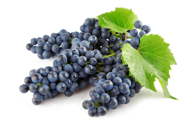 Niebieski winogron z zielonych liści na białym tle owoc — Zdjęcie stockowe