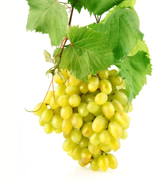 Fresh grape with green leaves isolated fruit — Stock Photo, Image