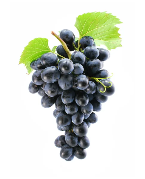 Кластер синього винограду ізольований — стокове фото