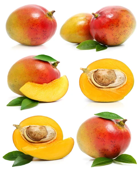 Zbiór owoców mango świeże na białym tle — Zdjęcie stockowe