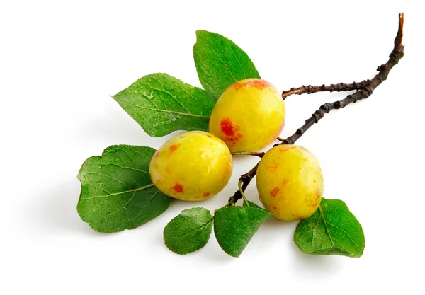 Verse pruim vruchten met groene bladeren — Stockfoto