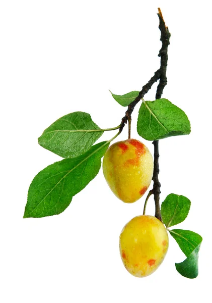 stock image Fresh plum fruits with green leaves