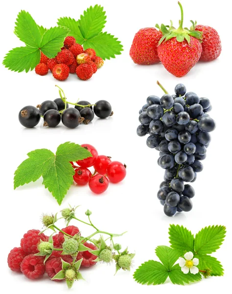 Collection of berry fruits isolated on white — Stock Photo, Image