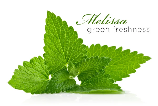 Melissa, taze yaprak yeşil — Stok fotoğraf