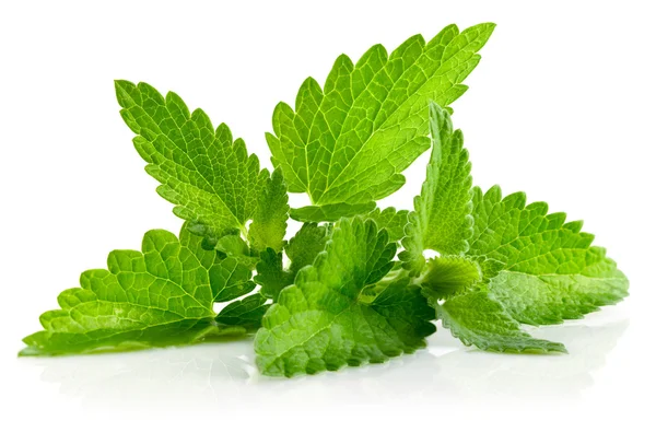Färska gröna blad av melissa — Stockfoto