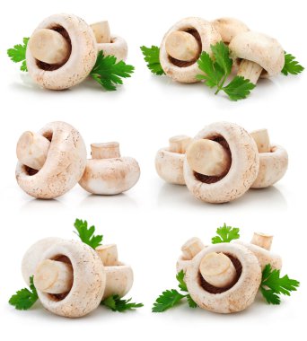 Set of mushroom champignon fruits isolated clipart