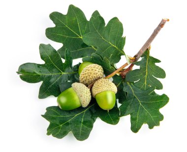 Green acorn fruits with leaves clipart