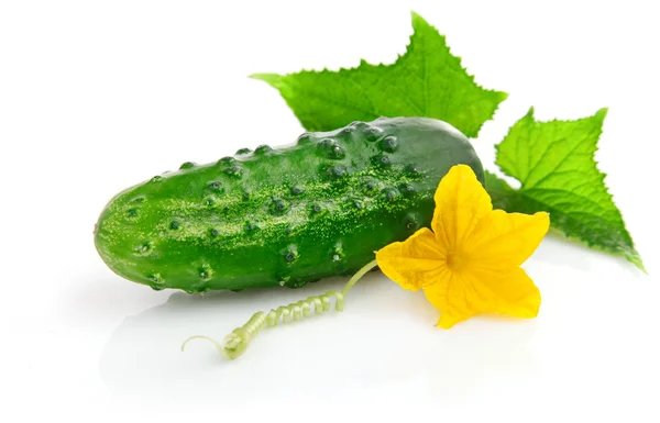 Frutti del cetriolo fresco con foglie verdi — Foto Stock