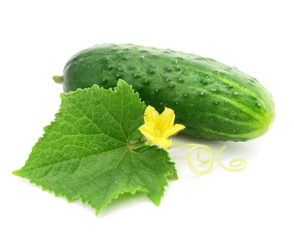 Zielony ogórek owoc warzywo z liści na białym tle — Zdjęcie stockowe