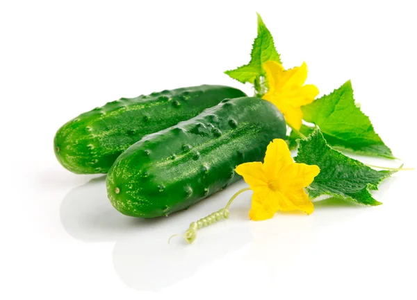 Frutos de pepino fresco con hojas verdes —  Fotos de Stock