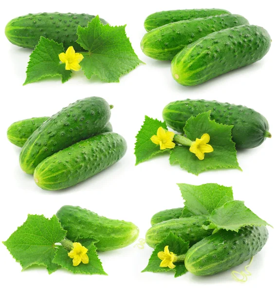 Zelená okurka zeleniny ovoce s listovým izolované — Stock fotografie