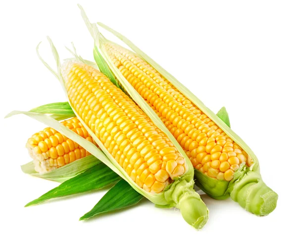 stock image Fresh corn vegetable with green leaves