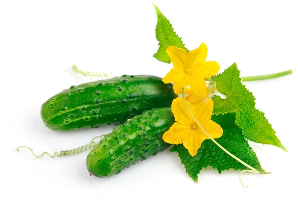 Frutos de pepino fresco con hojas verdes —  Fotos de Stock