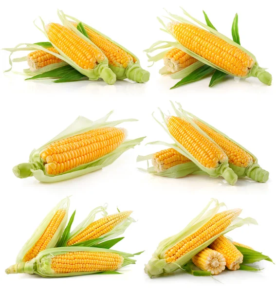 Набор овощей свежей кукурузы с зелеными листьями — стоковое фото