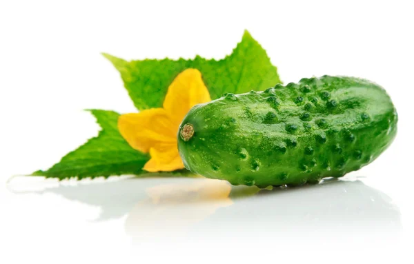 Frutos de pepino único com folhas — Fotografia de Stock