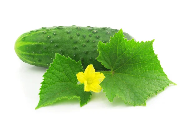 Grön gurka vegetabiliska frukt med leafs isolerade — Stockfoto