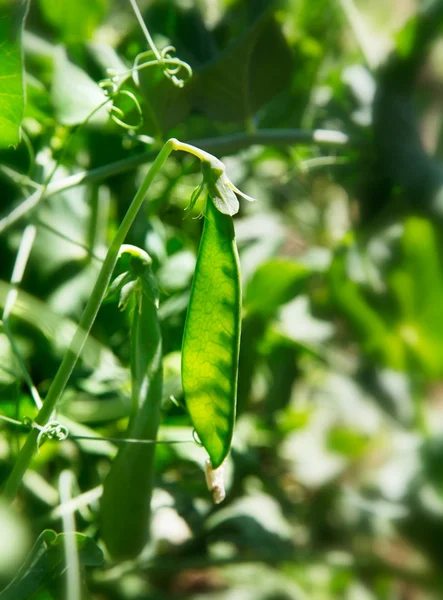 stock image Green pea fruit with leaves