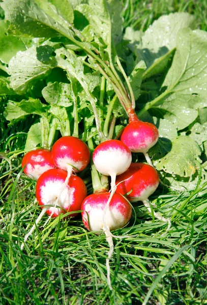 Fresh radish on the green grass — Stock Photo, Image