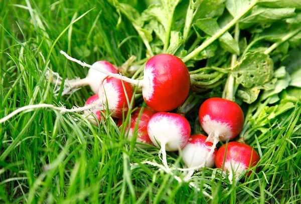 Fresh radish on the green grass — Stock Photo, Image