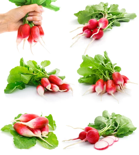 Set of fresh red radish with green leaf — Stock Photo, Image