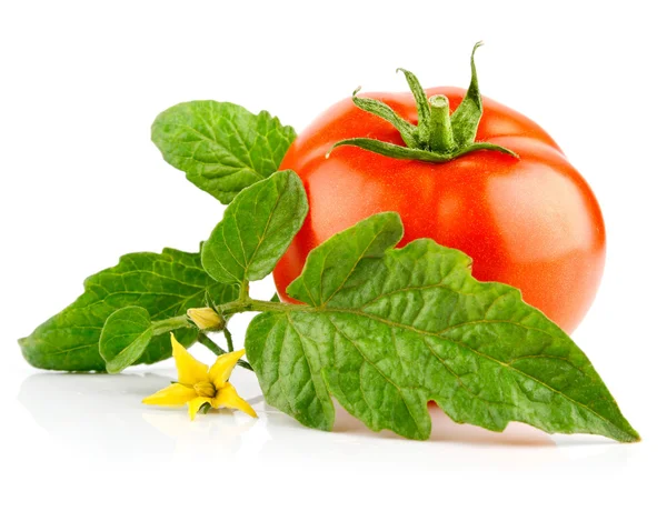 Izole kırmızı domates sebze yeşil yaprak — Stok fotoğraf