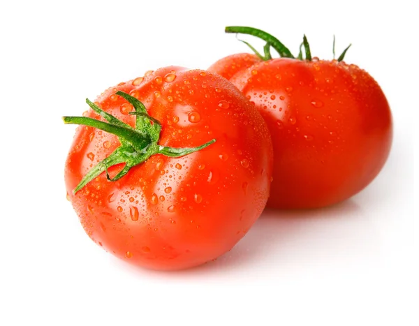 Frutos frescos de tomate molhado — Fotografia de Stock