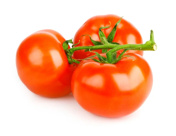 Fresh tomato fruits on green branch — Stock Photo, Image