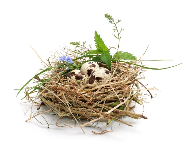 Křepelčí vejce v hnízdě izolované na bílém — Stock fotografie