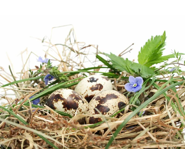 Huevos de codorniz en un nido — Foto de Stock