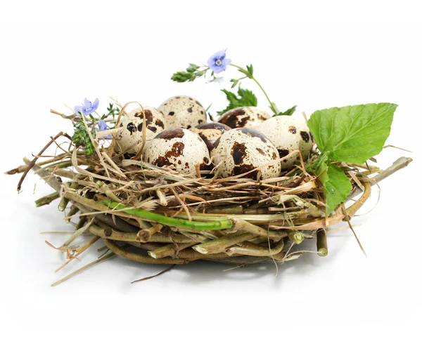 Quail eggs in a nest isolated on white — Stock Photo, Image