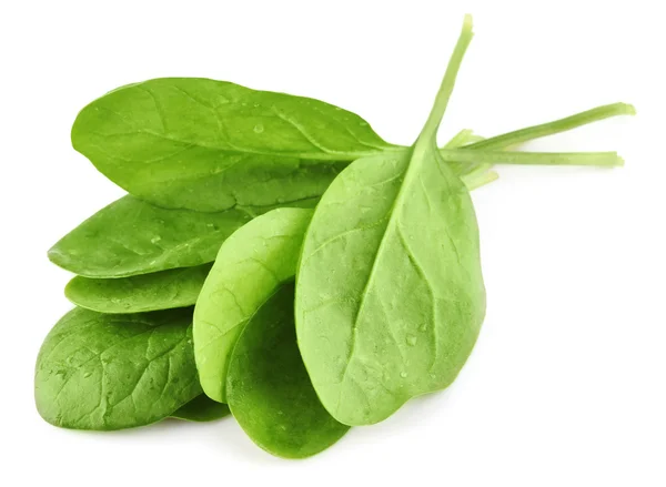 Зеленые листья шпината — стоковое фото
