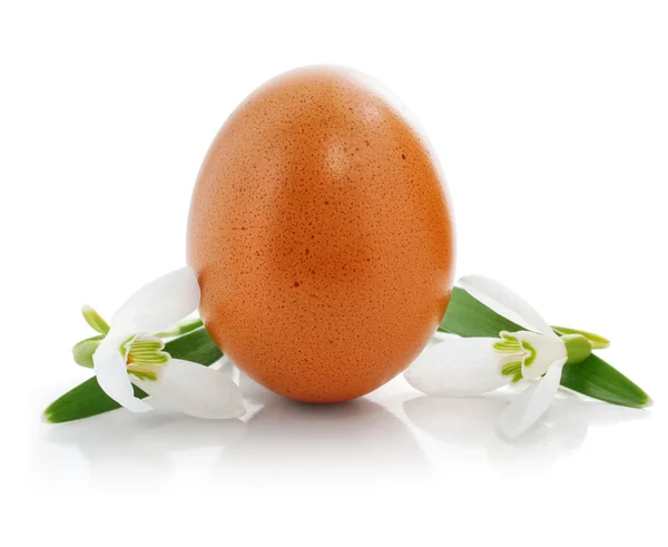 Easter egg with flowers of snowdrops — Stock Photo, Image